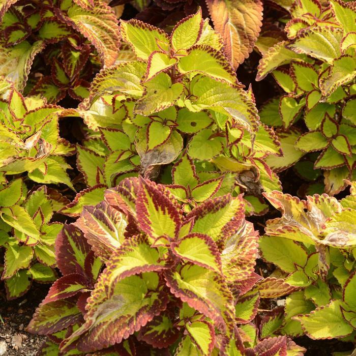 Coleus 'Stained Glassworks Velvet' - Solenostemon from The Flower Spot Coleus 'Stained Glassworks Velvet' - Solenostemon from The Flower Spot