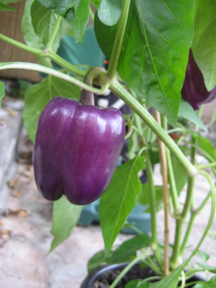 Pepper 'Purple Beauty' - Sweet Bell Pepper from The Flower Spot Pepper 'Purple Beauty' - Sweet Bell Pepper from The Flower Spot