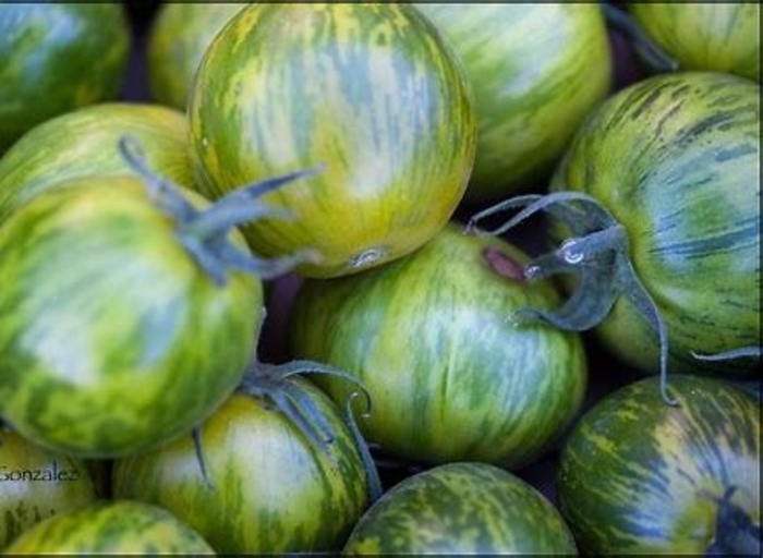 Tomato 'Green Zebra' - Heirloom Tomato from The Flower Spot Tomato 'Green Zebra' - Heirloom Tomato from The Flower Spot