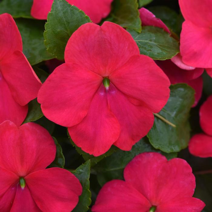 Impatiens 'Beacon Lipstick' - Impatiens walleriana from The Flower Spot
