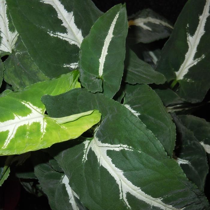 Syngonium 'Multiple Varieties' - Syngonium wendlandii (Arrowhead) from The Flower Spot
