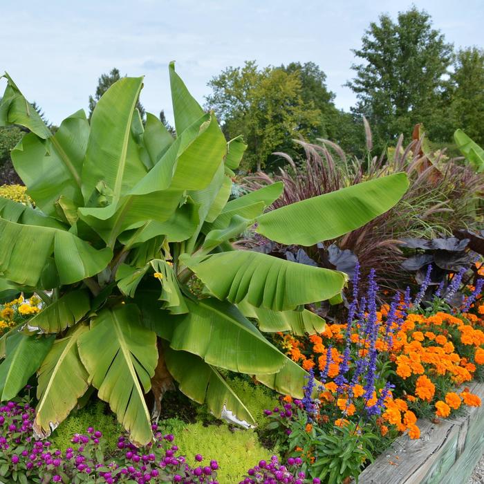 Dwarf Cavendish Banana - Musa acuminata from The Flower Spot