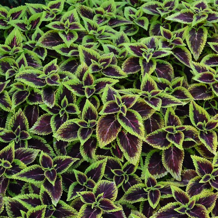 Coleus 'Mainstreet Alligator Alley' - Solenostemon from The Flower Spot Coleus 'Mainstreet Alligator Alley' - Solenostemon from The Flower Spot