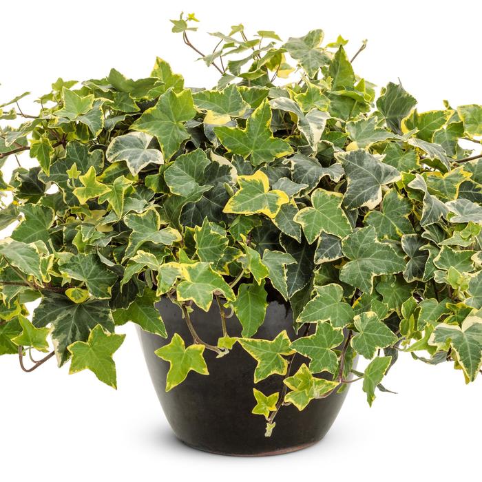 English Ivy 'Goldchild' - Hedera helix from The Flower Spot