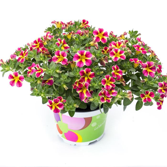 Calibrachoa 'Candy Shop Candy Bouquet' - Calibrachoa (Million Bells) from The Flower Spot