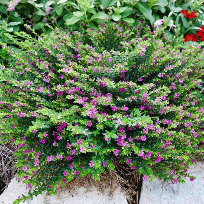 Cuphea 'Lavender Lace' - Cuphea hyssopifolia from The Flower Spot