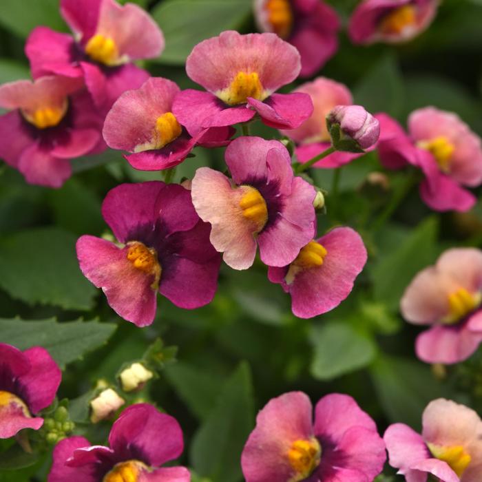 Nemesia 'Prestige' - Nemesia fruticans from The Flower Spot Nemesia 'Prestige' - Nemesia fruticans from The Flower Spot