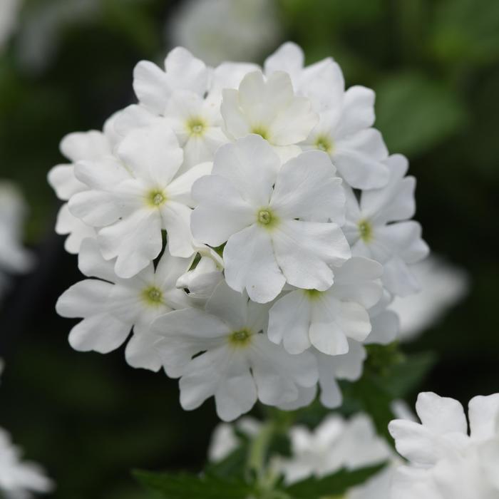Verbena 'Beats White' - Verbena hybrid from The Flower Spot Verbena 'Beats White' - Verbena hybrid from The Flower Spot