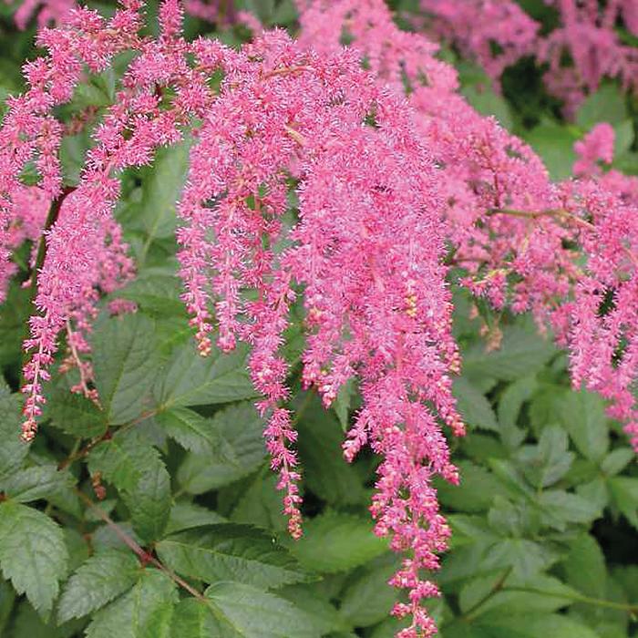 Astilbe 'Ostrich Plume(Straussenfeder)' - Astilbe x thunbergii from The Flower Spot Astilbe 'Ostrich Plume(Straussenfeder)' - Astilbe x thunbergii from The Flower Spot