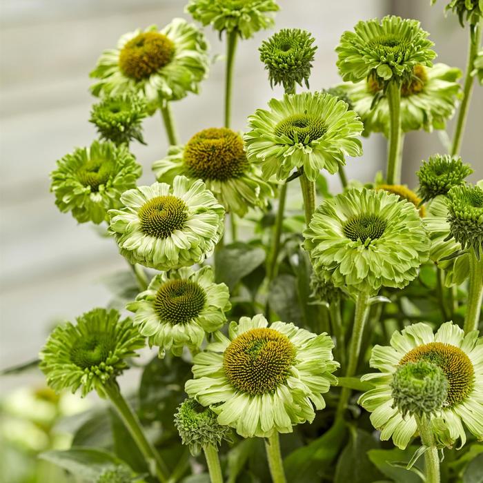 Coneflower 'SunSeekers Apple Green' - Echinacea from The Flower Spot