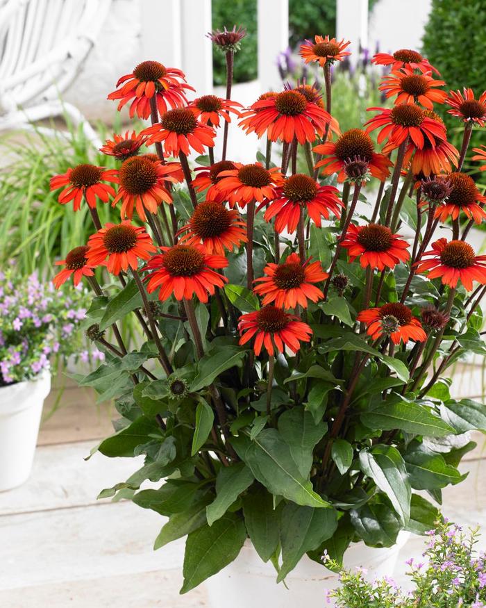 Coneflower 'Sunseekers Orange' - Echinacea from The Flower Spot Coneflower 'Sunseekers Orange' - Echinacea from The Flower Spot