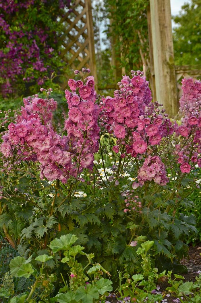 Delphinium 'Pink Punch' - Delphinium from The Flower Spot Delphinium 'Pink Punch' - Delphinium from The Flower Spot