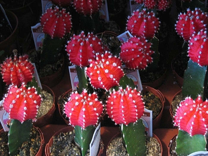 Grafted Cactus - Cactus from The Flower Spot Grafted Cactus - Cactus from The Flower Spot