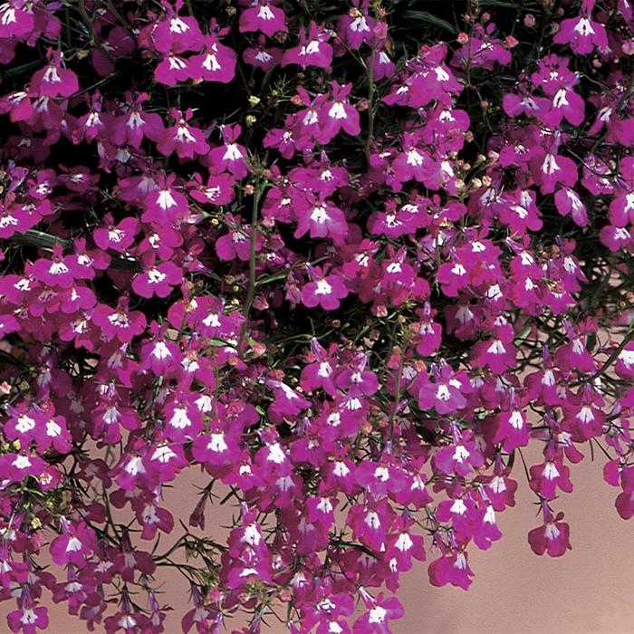 Lobelia 'Regatta Rose' - Lobelia erinus from The Flower Spot Lobelia 'Regatta Rose' - Lobelia erinus from The Flower Spot