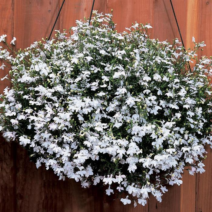 Lobelia 'Regatta White' - Lobelia erinus from The Flower Spot Lobelia 'Regatta White' - Lobelia erinus from The Flower Spot
