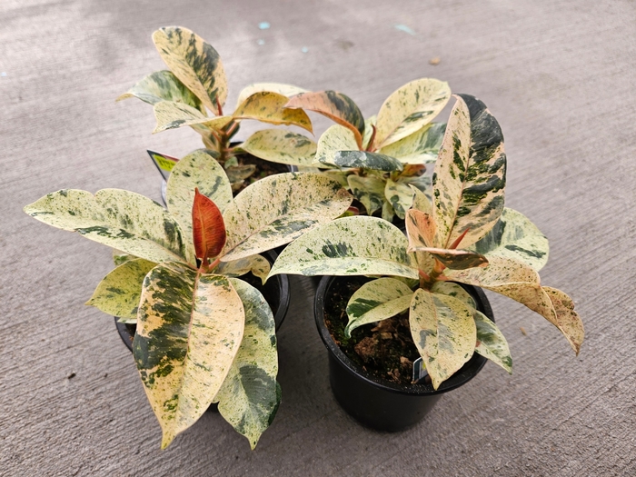 Ficus 'Shivereana' - Ficus elastica (Rubber Tree) from The Flower Spot Ficus 'Shivereana' - Ficus elastica (Rubber Tree) from The Flower Spot