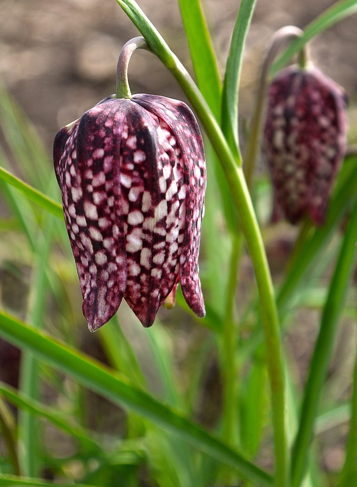 Checkered Lily - Fritillaria meleagris from The Flower Spot