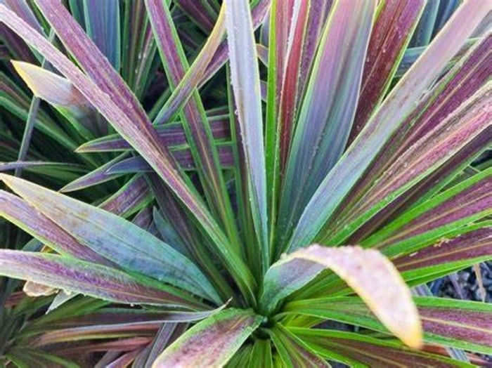 Dracaenca 'Chocolate Mint' - Cordyline australis (Spike) from The Flower Spot Dracaenca 'Chocolate Mint' - Cordyline australis (Spike) from The Flower Spot