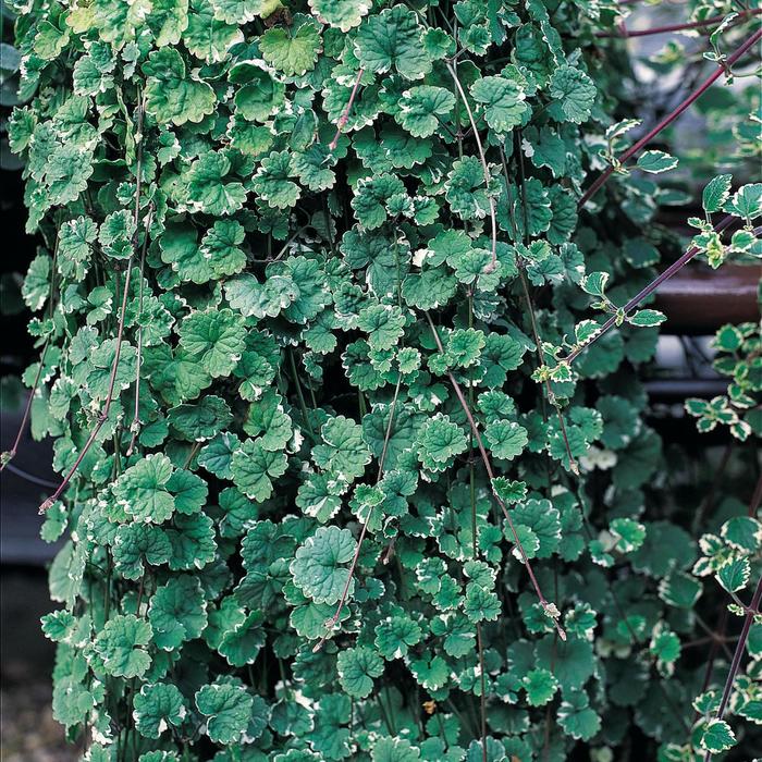 Creeping Charlie 'Emerald Frost' - Glechoma hederacea from The Flower Spot Creeping Charlie 'Emerald Frost' - Glechoma hederacea from The Flower Spot