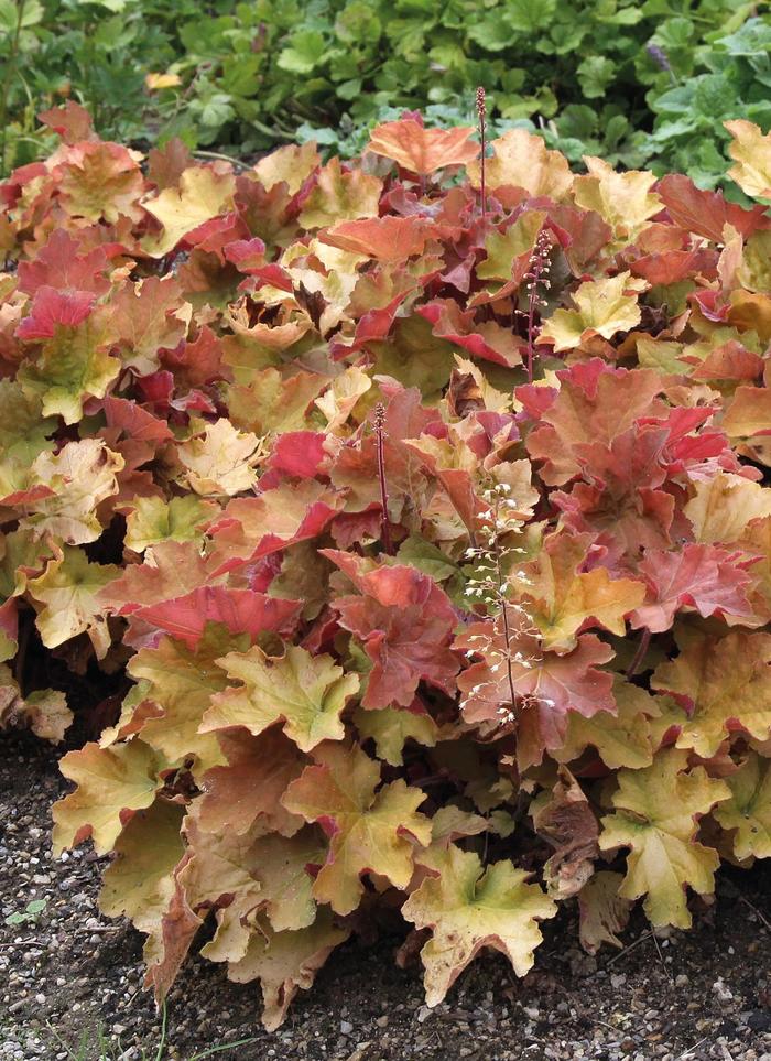 Coral Bells 'Frilly' - Heuchera from The Flower Spot Coral Bells 'Frilly' - Heuchera from The Flower Spot