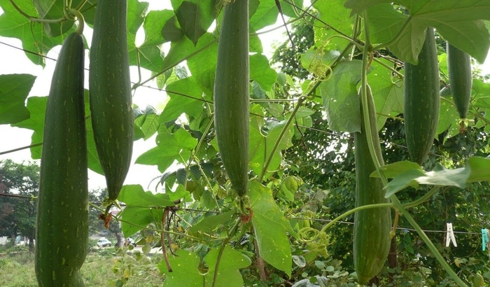 Luffa aegyptiaca | Luffa Gourd | The Flower Spot