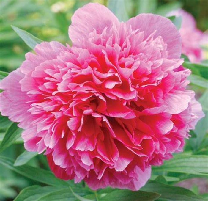 Peony 'Dr. Alexander Fleming' - Paeonia lactiflora from The Flower Spot