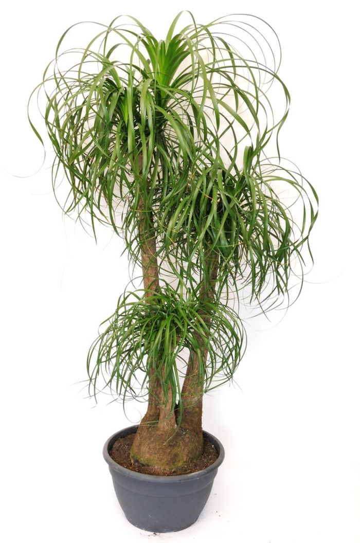 Pony Tail Palm - Beaucarnea recurvata from The Flower Spot