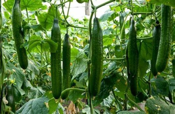 Cucumber 'Sweet Success' - Cucumis sativus from The Flower Spot