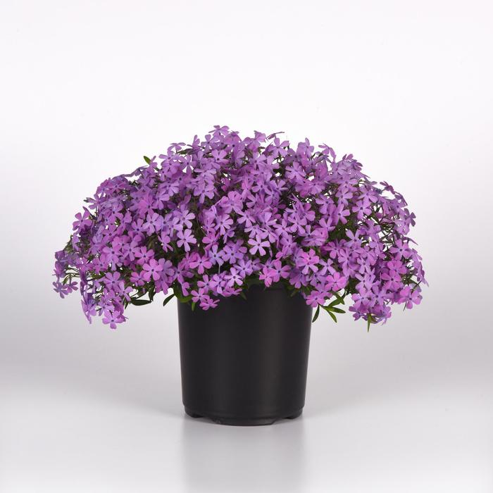 Phlox 'Spring Splash Lilac' - Phlox from The Flower Spot Phlox 'Spring Splash Lilac' - Phlox from The Flower Spot