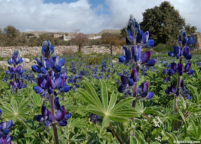 Lupine 'Gallery Blue' - Lupinus polyphyllus from The Flower Spot Lupine 'Gallery Blue' - Lupinus polyphyllus from The Flower Spot