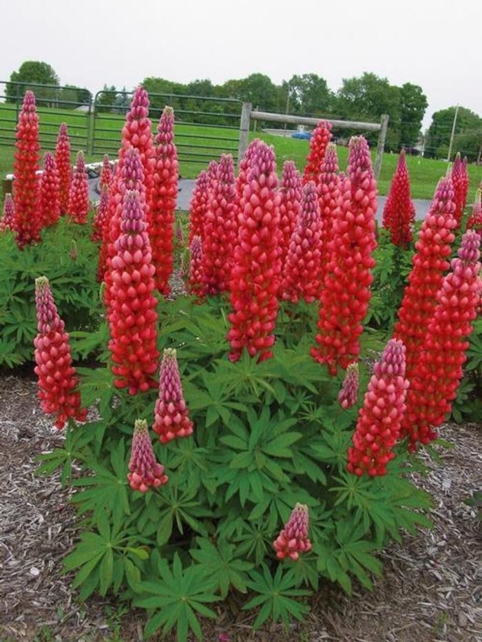 Lupine 'Gallery Red' - Lupinus polyphyllus from The Flower Spot Lupine 'Gallery Red' - Lupinus polyphyllus from The Flower Spot