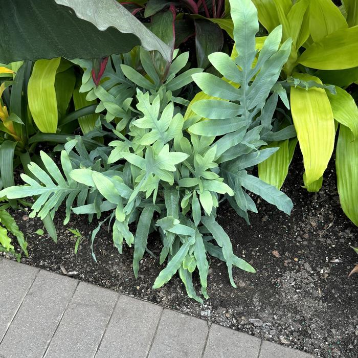 Fern 'Blue Star' - Phlebodium aureum from The Flower Spot Fern 'Blue Star' - Phlebodium aureum from The Flower Spot