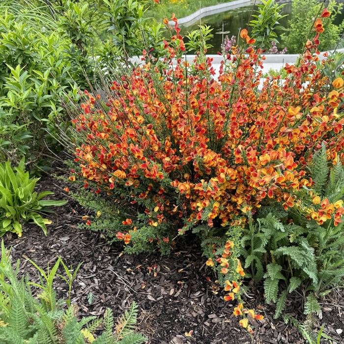 Broom 'Apricot Gem' - Cytisus scoparius from The Flower Spot Broom 'Apricot Gem' - Cytisus scoparius from The Flower Spot