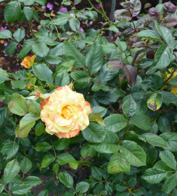 Rose 'Chihuly' - Rosa from The Flower Spot Rose 'Chihuly' - Rosa from The Flower Spot