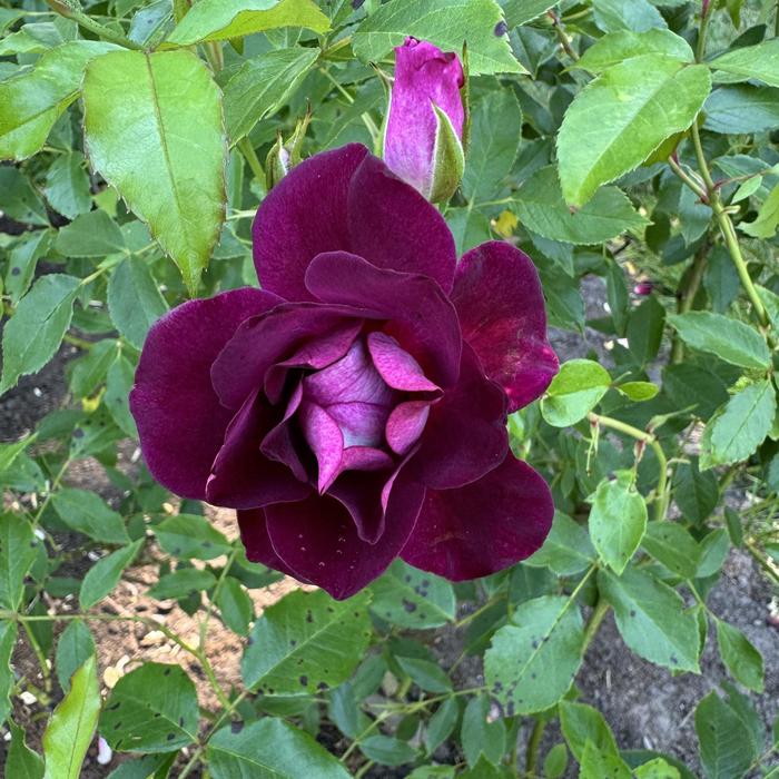 Rose 'Burgundy Iceberg' - Rosa from The Flower Spot Rose 'Burgundy Iceberg' - Rosa from The Flower Spot