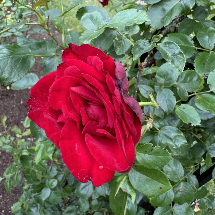 Rose 'Dublin Bay' - Rosa from The Flower Spot