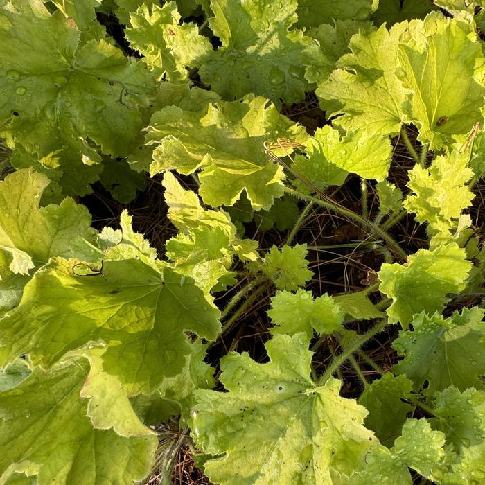 Coral Bells 'Lemon Love' - Heuchera from The Flower Spot