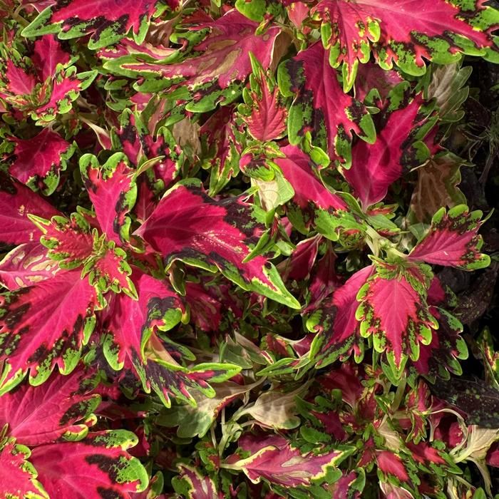 Coleus 'Down Town Vegas Neon' - Solenostemon from The Flower Spot Coleus 'Down Town Vegas Neon' - Solenostemon from The Flower Spot