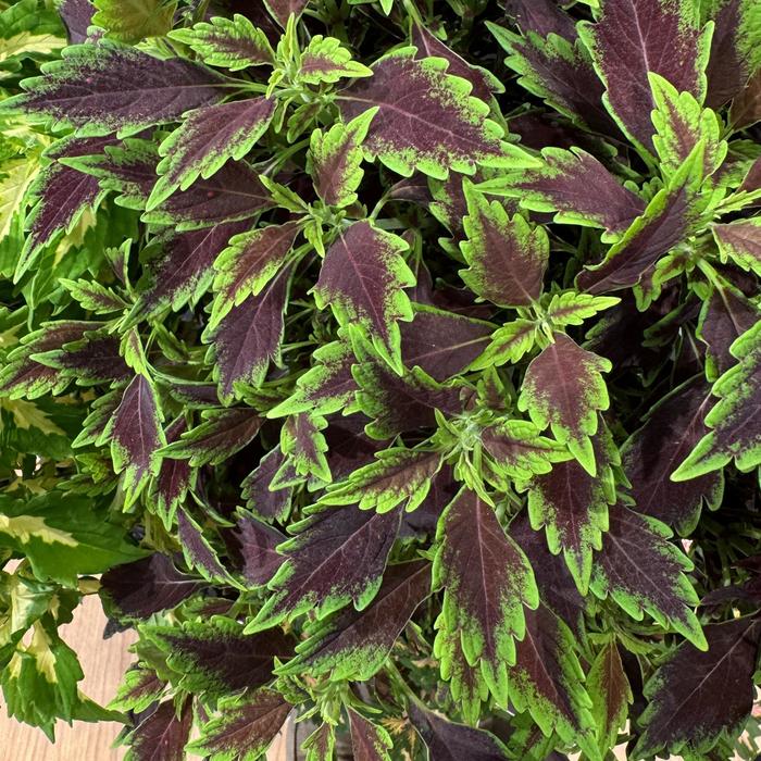 Coleus 'Down Town Nashville' - Solenostemon from The Flower Spot Coleus 'Down Town Nashville' - Solenostemon from The Flower Spot