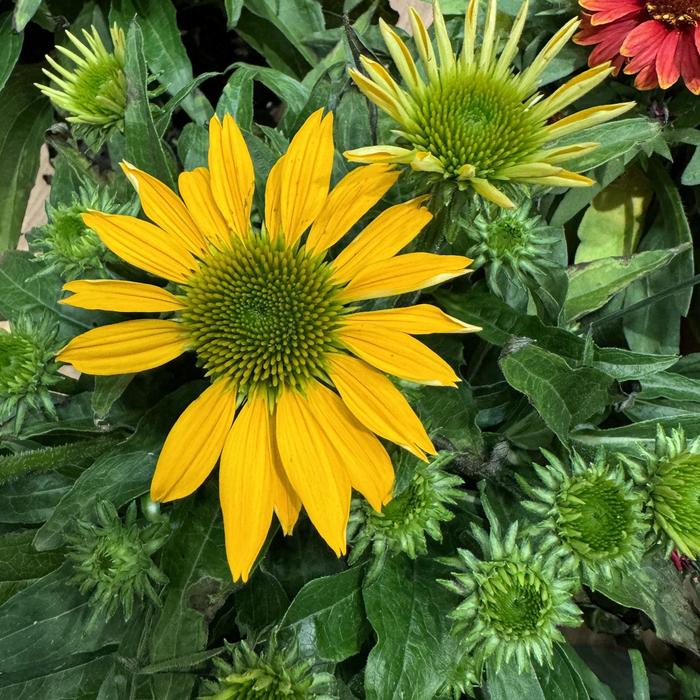 Coneflower 'Guatemala Gold' - Echinacea from The Flower Spot