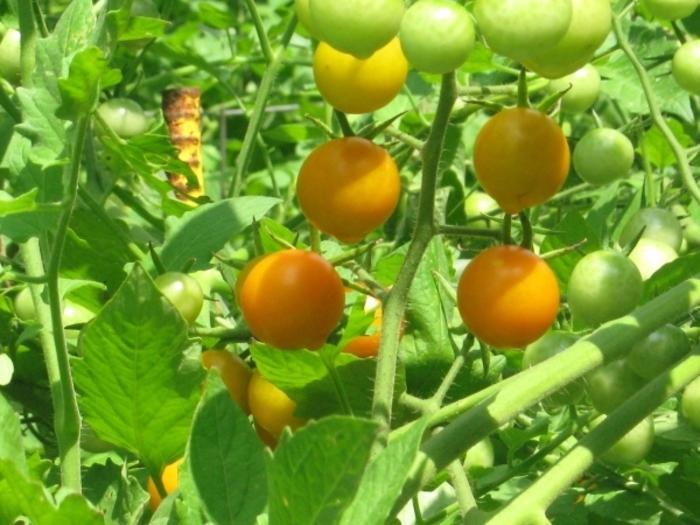 Tomato 'Lemon Boy' - Slicer Tomato from The Flower Spot Tomato 'Lemon Boy' - Slicer Tomato from The Flower Spot
