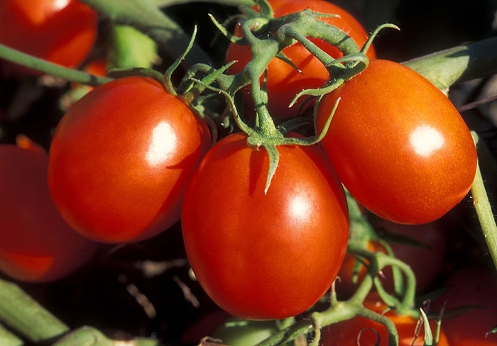 Tomato 'Fresh Salsa' - Sauce Tomato from The Flower Spot Tomato 'Fresh Salsa' - Sauce Tomato from The Flower Spot