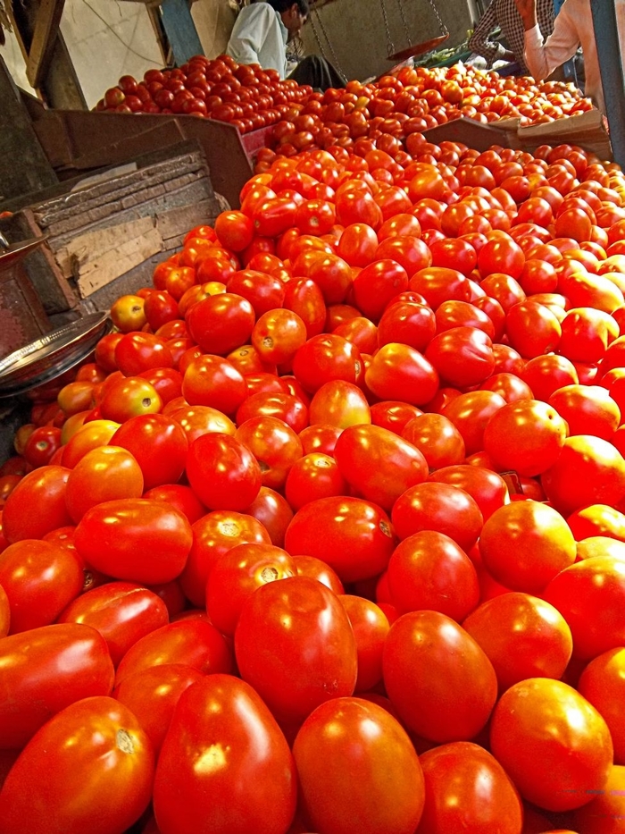 Tomato 'Super Italian Paste' - Sauce Tomato from The Flower Spot