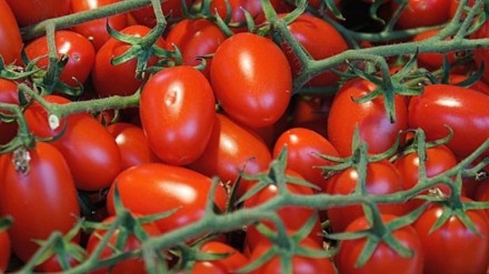 Tomato 'Napa Grape' - Grape Tomato from The Flower Spot