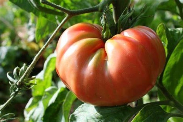 Tomato 'Brandywine' - Heirloom Tomato from The Flower Spot