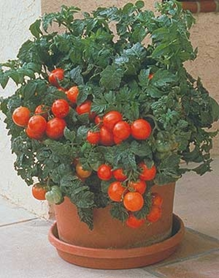 Tomato 'Patio' - Slicer Tomato from The Flower Spot Tomato 'Patio' - Slicer Tomato from The Flower Spot