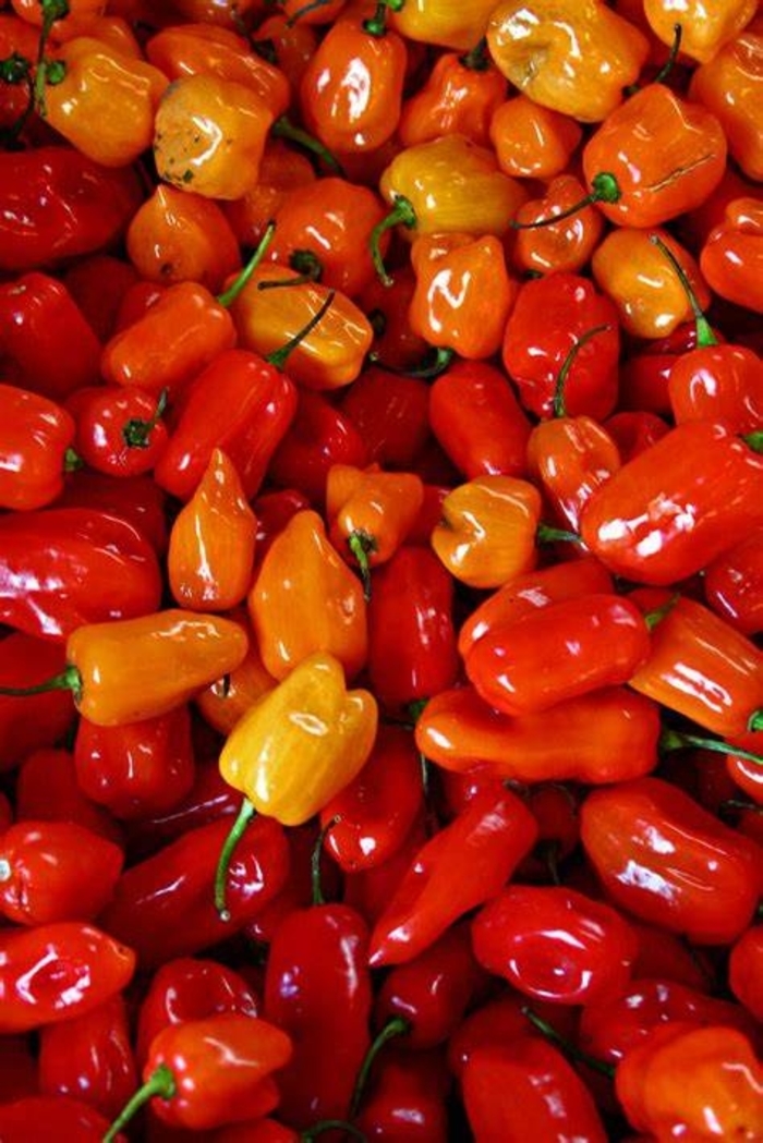 Pepper 'Habanero' - Hot Pepper from The Flower Spot