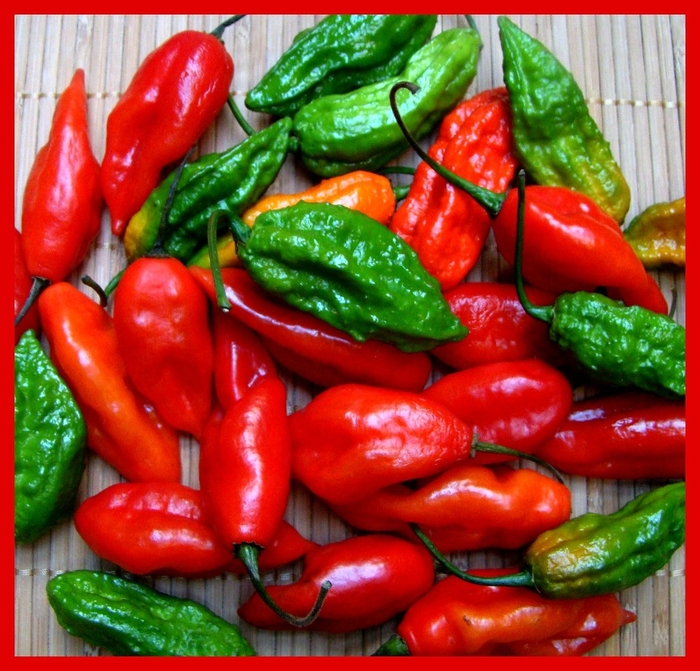 Pepper 'Bhut Jolokia' - Hot Pepper from The Flower Spot