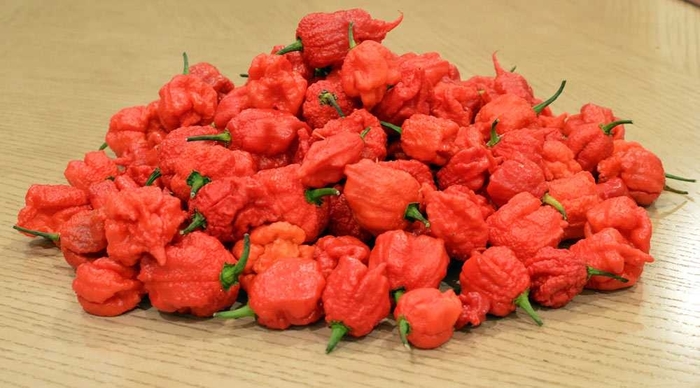 Pepper 'Carolina Reaper' - Hot Pepper from The Flower Spot