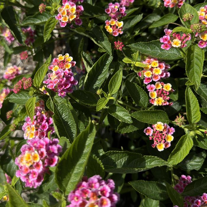 Lantana 'Scentimental Rose' - Lantana camara from The Flower Spot Lantana 'Scentimental Rose' - Lantana camara from The Flower Spot